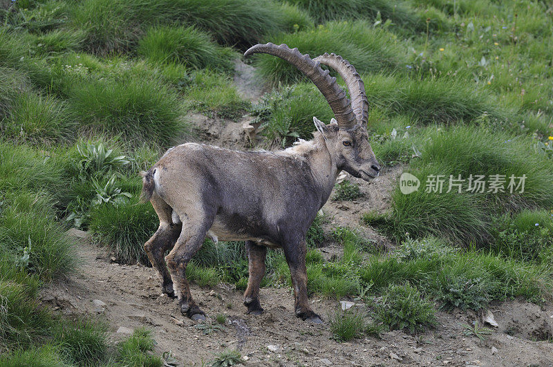 高山山羊 (Capra ibex)